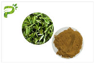 Polvere 95% dell'estratto della pianta dei polifenoli del tè verde per perdita di peso dell'integratore alimentare
