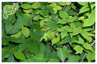 Hedera helix di erbe puro Hederacoside 10% dell'estratto della foglia dell'edera di supplementi dell'ossequio di tosse