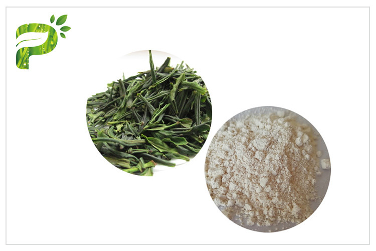 Anti polvere CAS del Cancro di ossidazione EGCG dell'estratto anti- naturale del tè verde 989 51 5