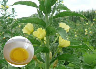 Olio organico dell'enagra dell'integratore alimentare degli oli vegetali di PMS per le capsule