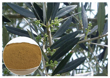 Estratto verde oliva della foglia di Hydroxytyrosol per ipertensione CAS 10597 60 1
