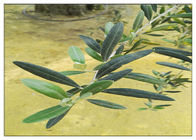 Prova infiammatoria verde oliva di HPLC di Hydroxytyrosol 20% della polvere dell'estratto della pianta della foglia anti